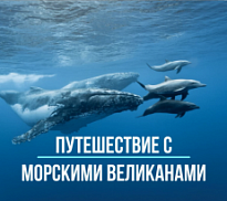 Путешествие с морскими великанами. Почти научная экспедиция ко Всемирному дню китов и дельфинов (онлайн)